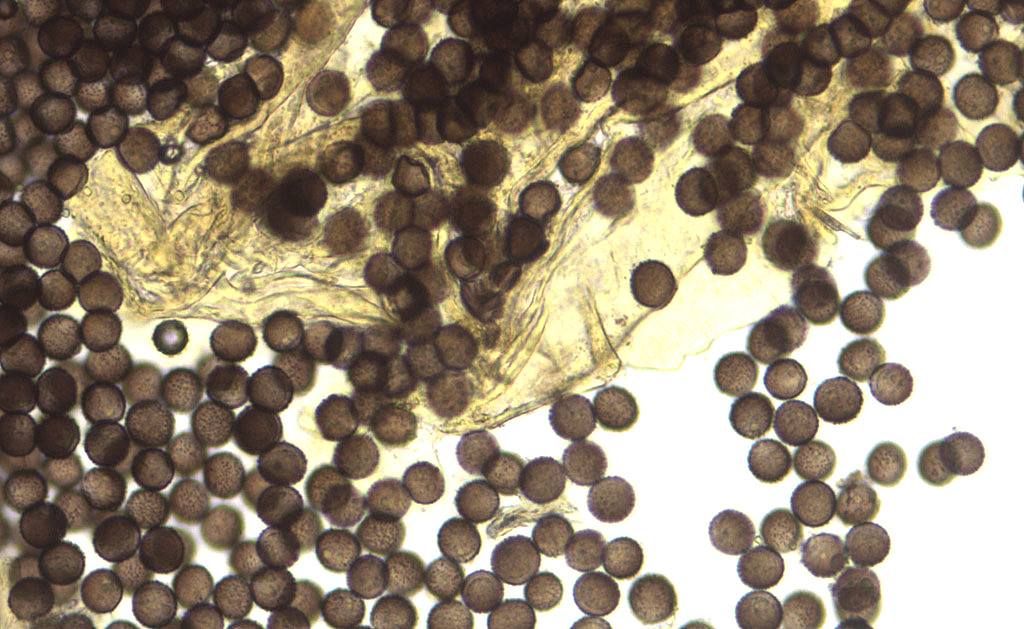 Physarum decipiniens (??)